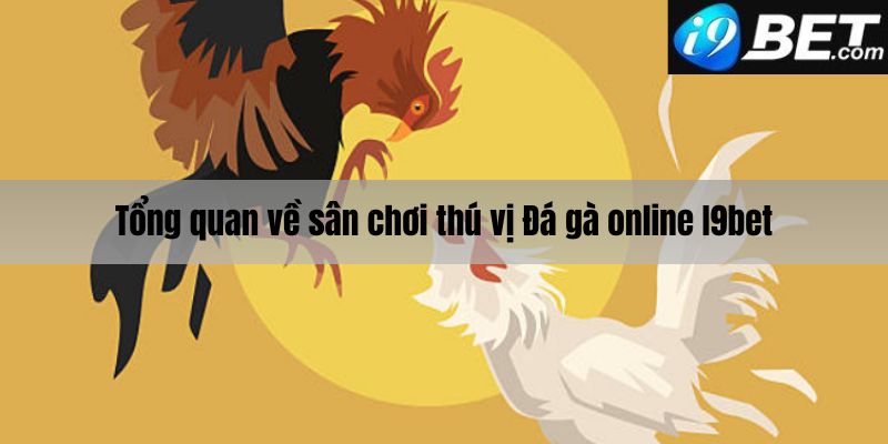 Tổng quan về sân chơi đá gà online I9bet