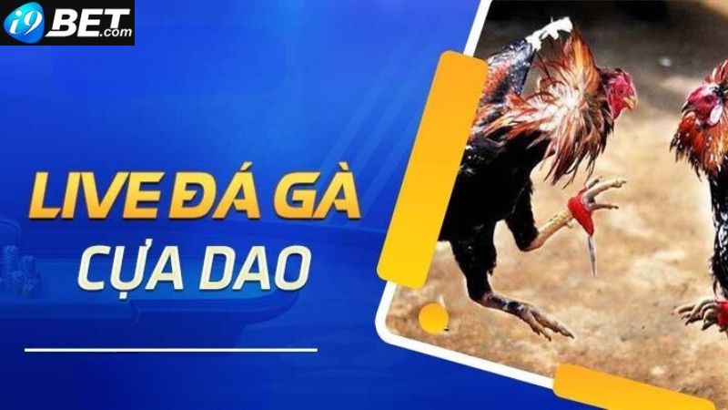 Đá gà cựa dao