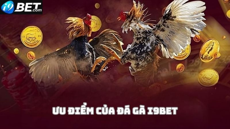 Đá gà i9bet có gì hấp dẫn?